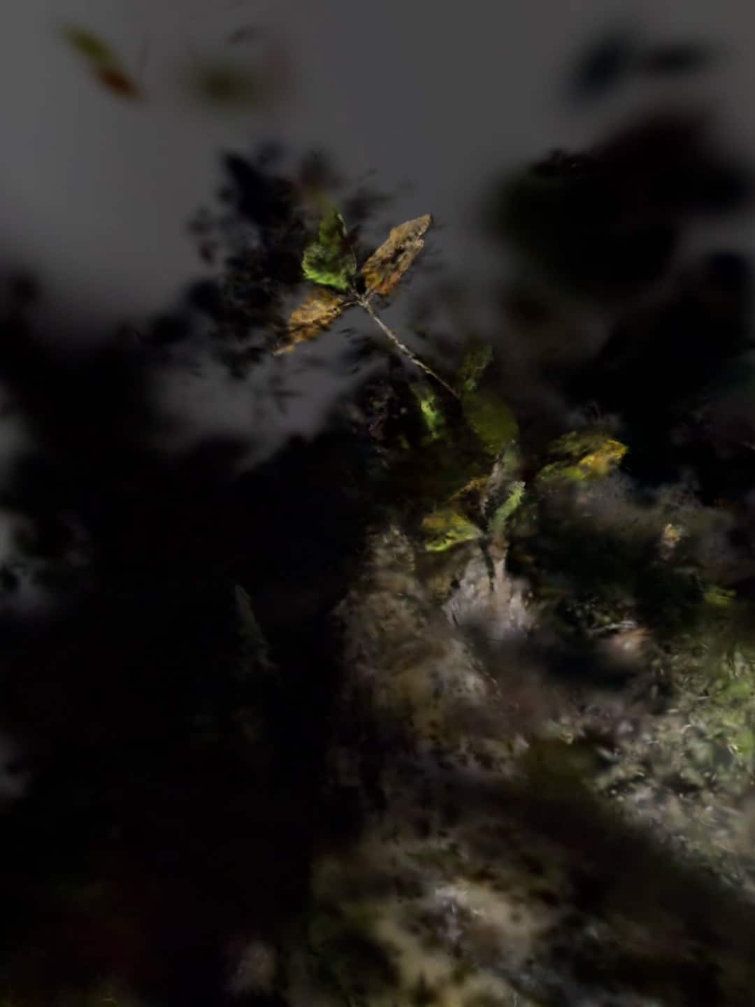 "Lacunae", Installation de Magali Benso, artiste, art contemporain, détail photogramme